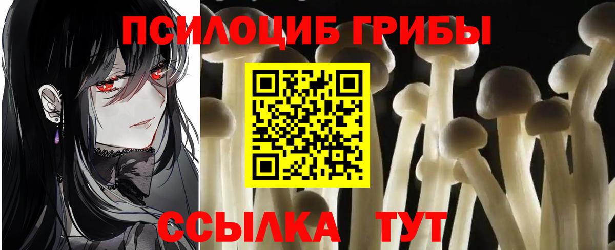 Псилоцибиновые грибы Cubensis Лесозаводск